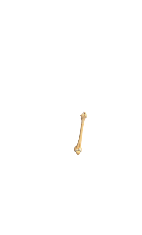 bone